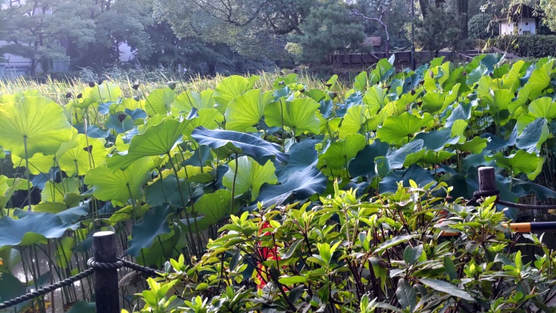 蓮池 東京都大田区平和の森公園