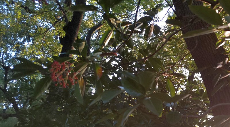 サンゴジュの果実 東京都大田区平和の森公園