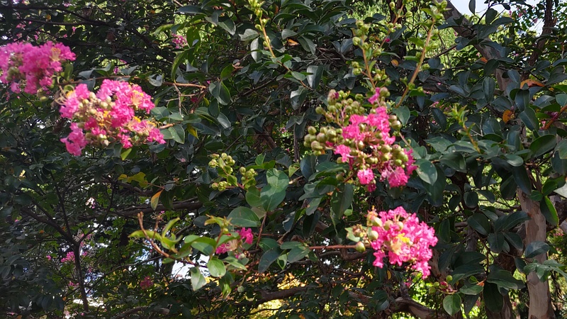 サルスベリの花 横浜市旭区希望が丘ふれあいの森公園