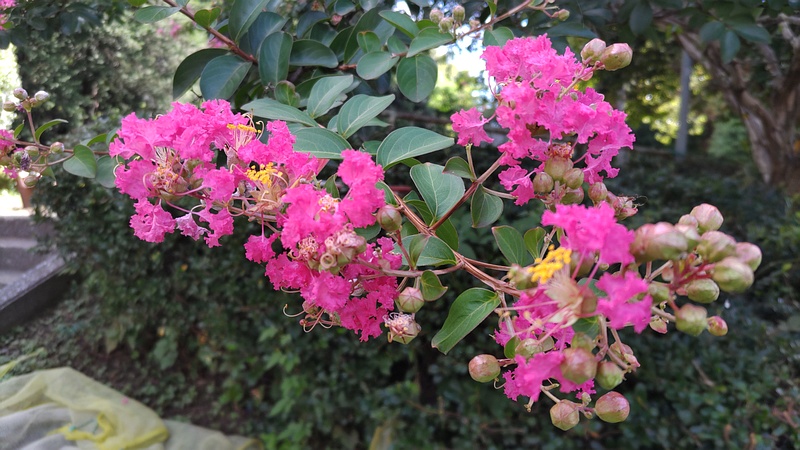 サルスベリの花 横浜市旭区希望が丘ふれあいの森公園