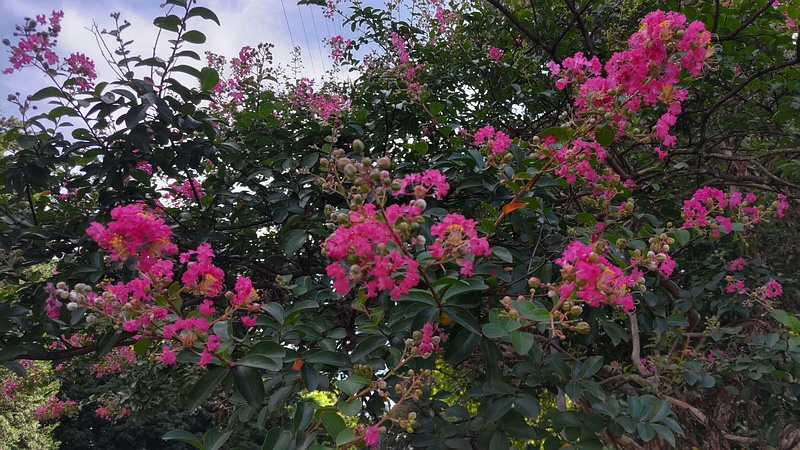 サルスベリの花 横浜市旭区希望が丘ふれあいの森公園