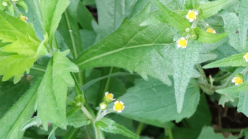 ハキダメギク 横浜市旭区南希望が丘