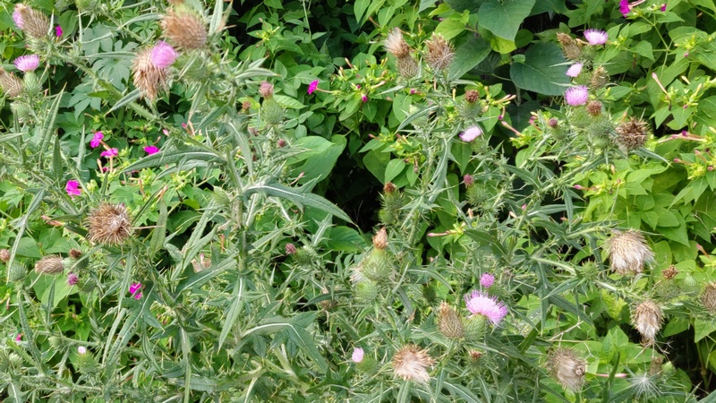 アメリカオニアザミとオシロイバナ 横浜市旭区中希望が丘