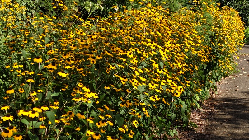 ミツバオオハンゴンソウ 横浜市旭区希望が丘水の森公園