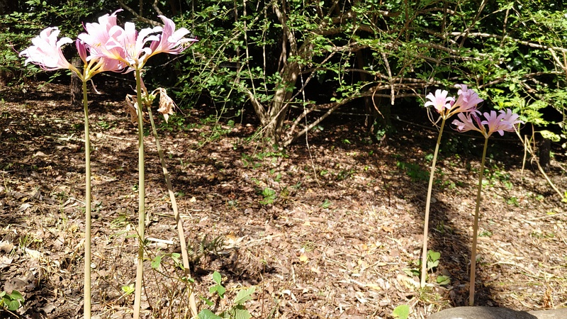 ナツズイセン 横浜市旭区希望が丘水の森公園
