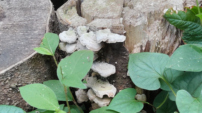 サルノコシカケ 横浜市旭区希望が丘水の森公園