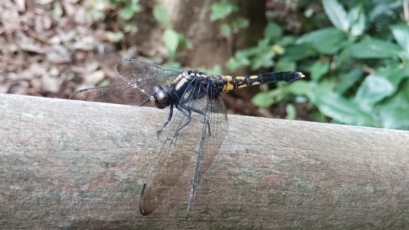 オオシオカラトンボの雌 横浜市旭区希望が丘水の森公園