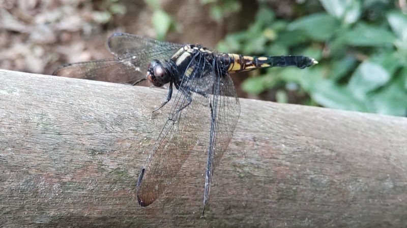 オオシオカラトンボの雌 横浜市旭区希望が丘水の森公園