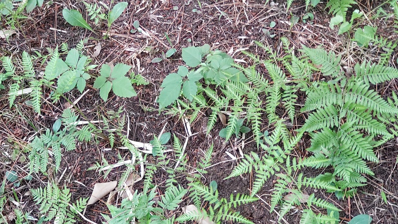 イヌワラビ 横浜市旭区希望が丘水の森公園