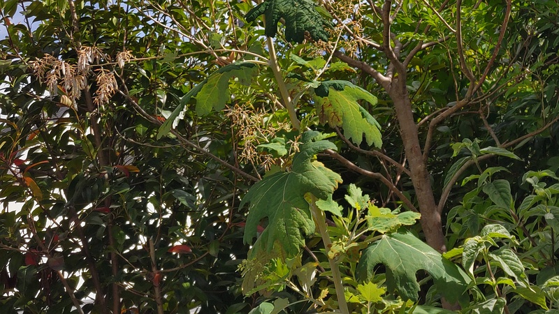 タケニグサの果実 横浜市旭区中希望が丘