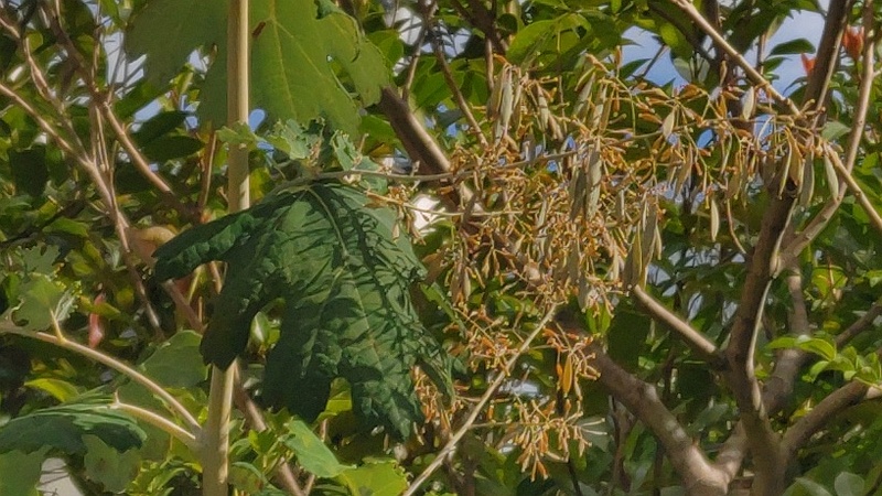 タケニグサの果実 横浜市旭区中希望が丘