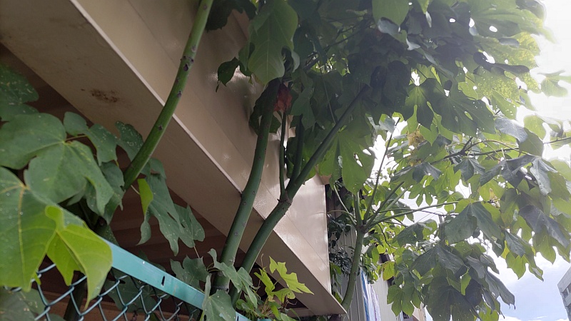 歩道橋の下で成長したアオギリ 東京都大田区平和の森公園