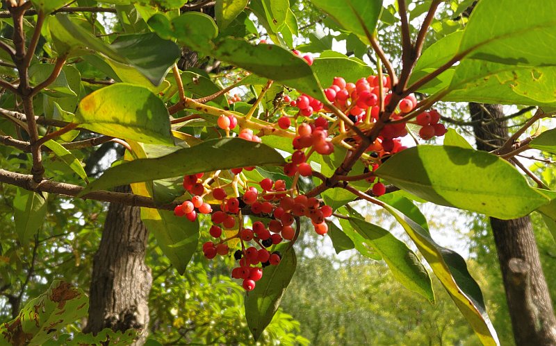 サンゴジュの果実 東京都大田区平和の森公園