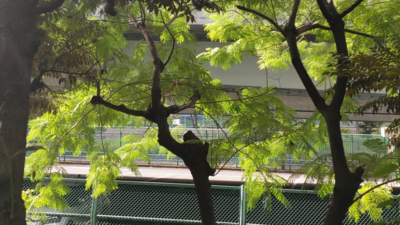 ネムノキ 東京都大田区平和の森公園