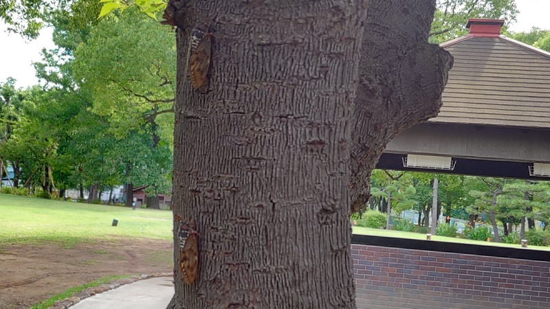 アブラゼミ３匹 東京都大田区平和島公園