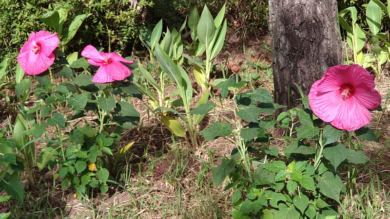 アメリカフヨウ 東京都大田区平和島公園