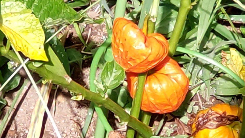 ホオズキ 東京都大田区平和島公園