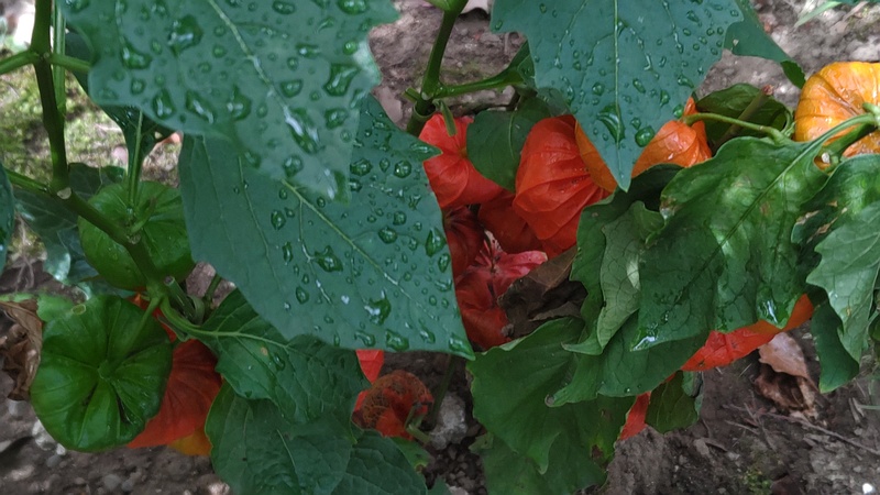 ホオズキ 東京都大田区平和島公園