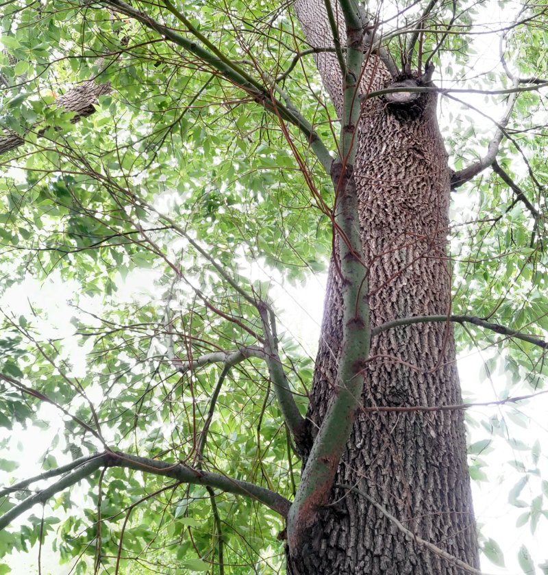 クスノキの若枝 東京都大田区平和島公園