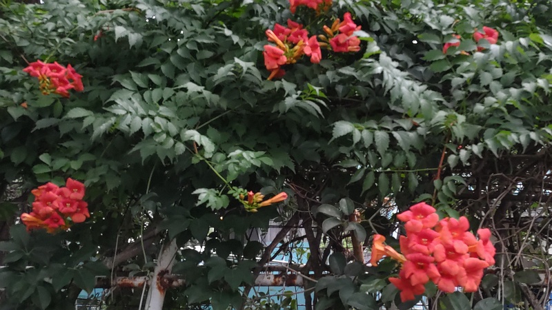 アメリカノウゼンカズラ 東京都大田区平和島公園