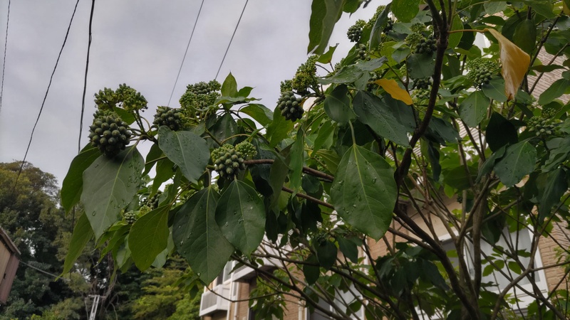 カクレミノの花序 横浜市旭区中希望が丘