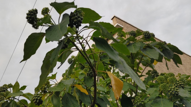 カクレミノの花序 横浜市旭区中希望が丘