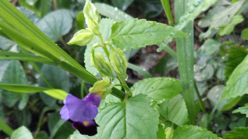 ハナウリクサ 横浜市旭区南希望が丘