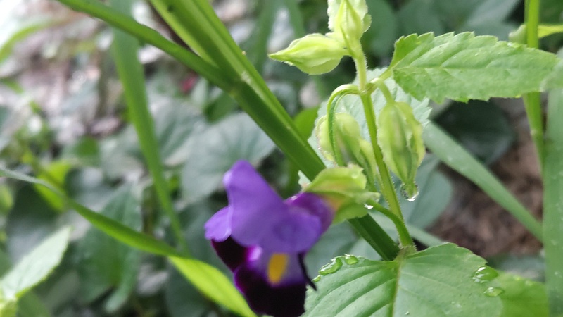 ハナウリクサ 横浜市旭区南希望が丘