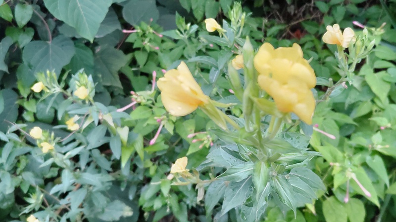 メマツヨイグサ 横浜市旭区南希望が丘