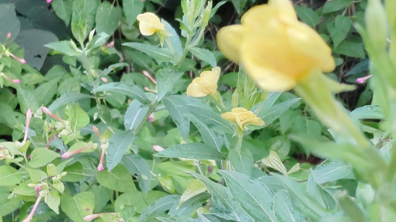 メマツヨイグサ 横浜市旭区南希望が丘