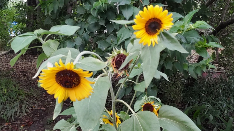 ヒマワリ 横浜市旭区希望が丘水の森公園