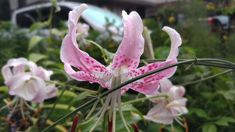 カノコユリ 横浜市旭区希望が丘水の森公園
