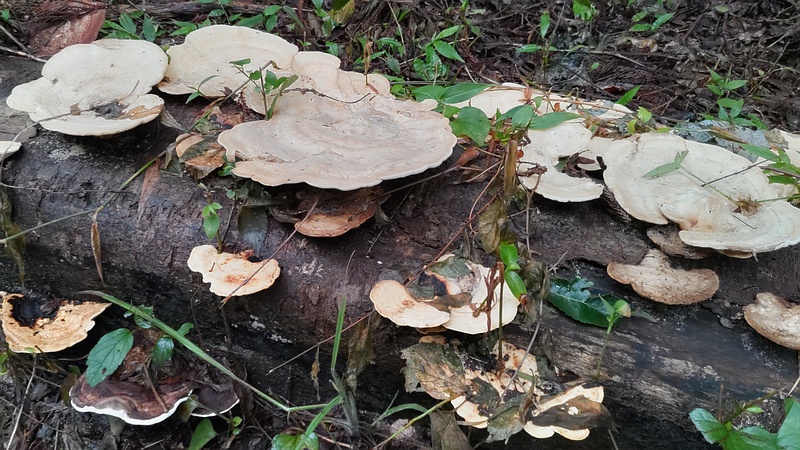 サルノコシカケ 横浜市旭区希望が丘水の森公園