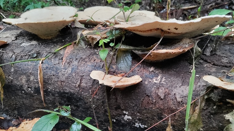 サルノコシカケ 横浜市旭区希望が丘水の森公園