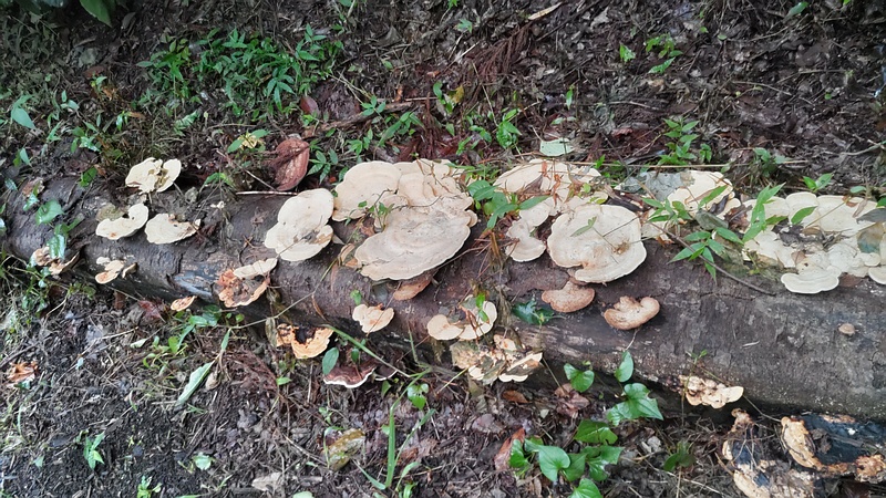 サルノコシカケ 横浜市旭区希望が丘水の森公園