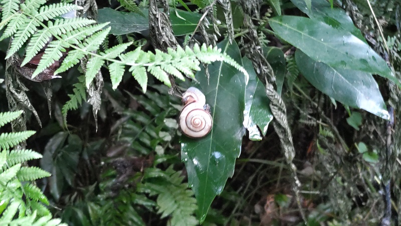 カタツムリ 横浜市旭区希望が丘水の森公園