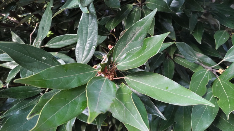 シロダモの花芽 横浜市旭区希望が丘水の森公園