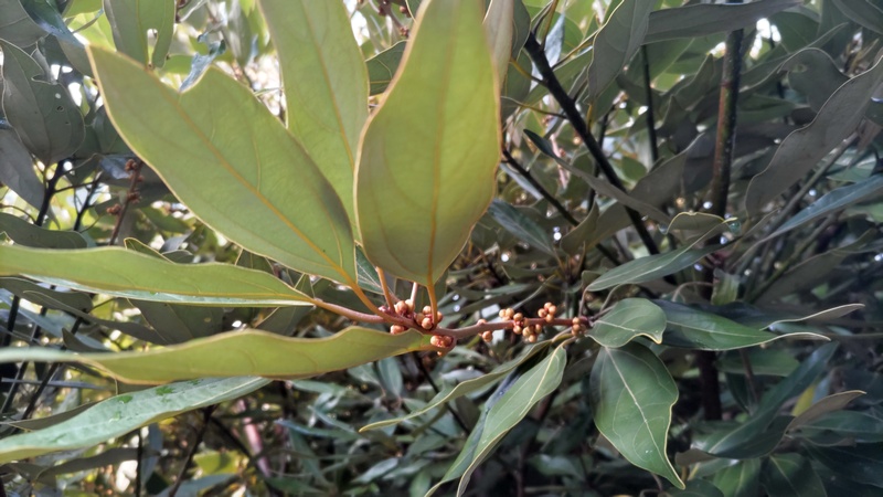 シロダモの花芽 横浜市旭区希望が丘水の森公園