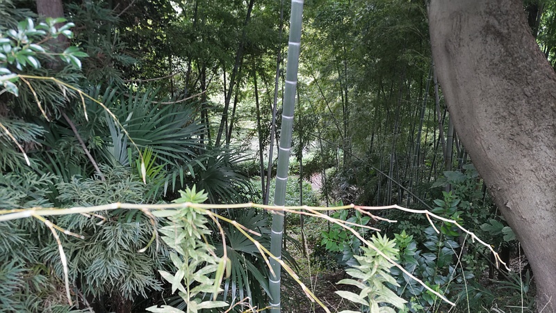 帷子川親水緑道 横浜市旭区帷子川親水緑道