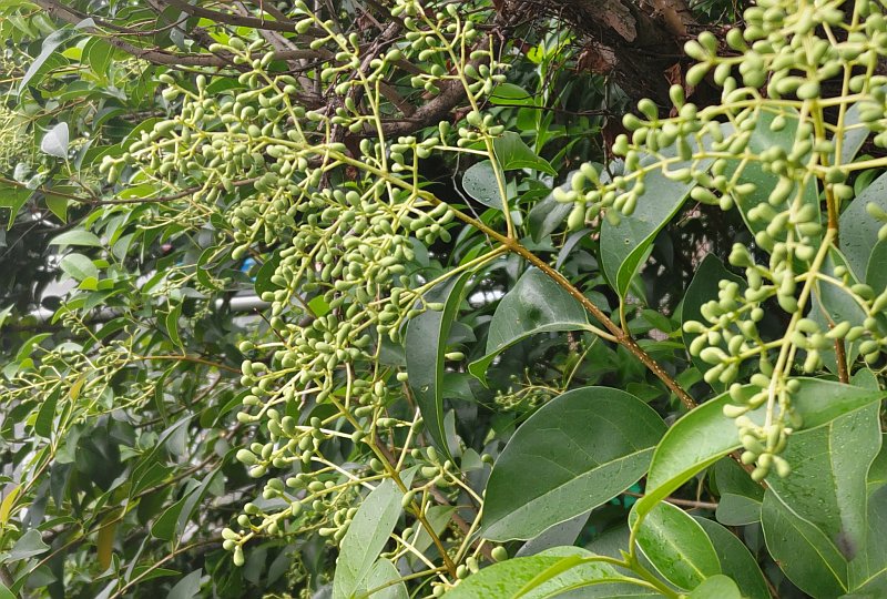 トウネズミモチの若い果実 東京都大田区平和の森公園