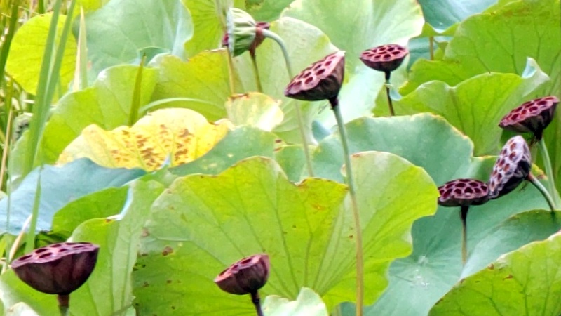 蓮池 東京都大田区平和の森公園