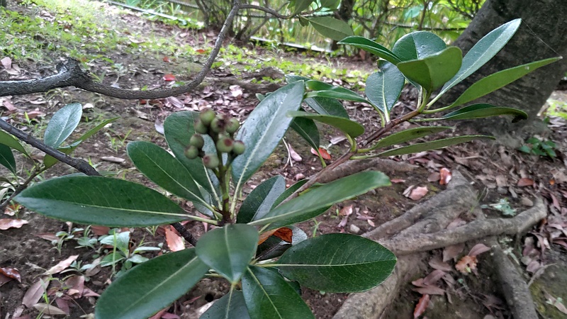 シャリンバイの果実 東京都大田区平和の森公園