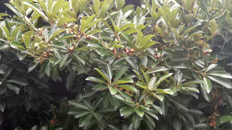 マテバシイの果実 東京都大田区平和の森公園