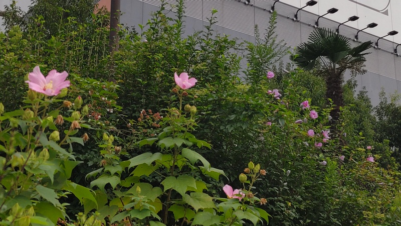 フヨウとムクゲの花 東京都大田区大和大橋
