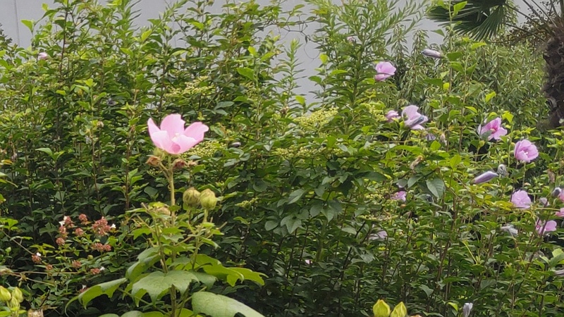 フヨウとムクゲの花 東京都大田区大和大橋