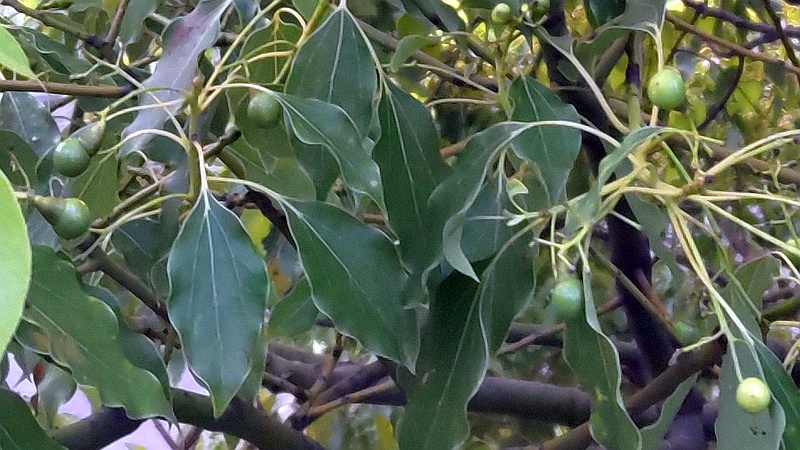 クスノキの緑の果実 東京都大田区平和島公園