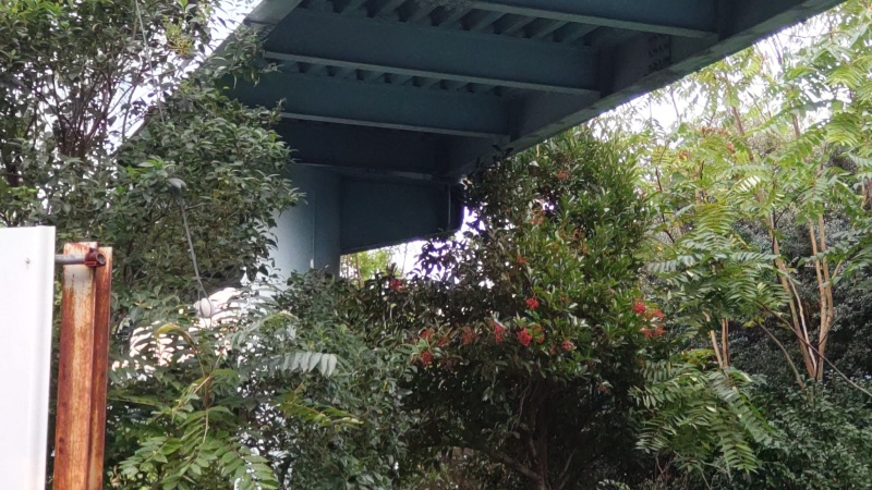 サンゴジュ 東京都大田区平和島公園