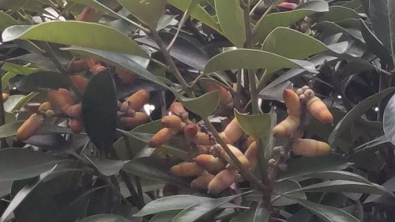 マテバシイの果実 東京都大田区平和の森公園