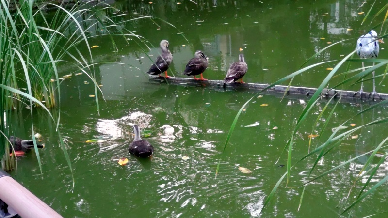 ひょうたん池のアオサギとカルガモ親子 東京都大田区平和の森公園