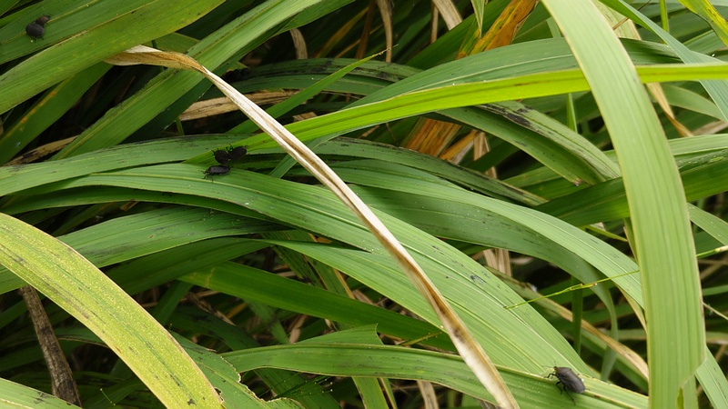 キショウブのイネクロカメムシ 東京都大田区平和の森公園